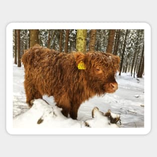 Scottish Highland Cattle Calf 1676 Sticker